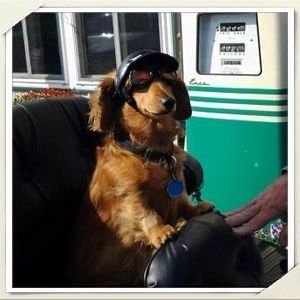 Meet your Posher, Nancy